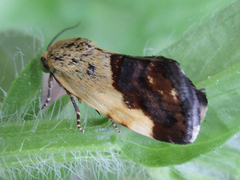 Acontia bicolora