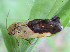 Acontia bicolora