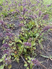Dracocephalum thymiflorum