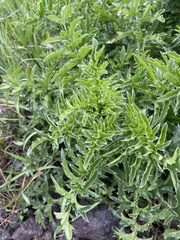Carduus acanthoides