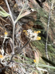 Eriophyllum congdonii