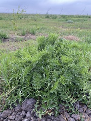 Carduus acanthoides