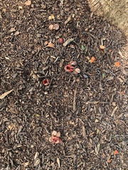 Aseroe rubra