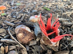 Aseroe rubra