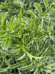 Carduus acanthoides