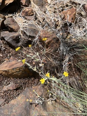 Eriophyllum congdonii