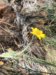 Eriophyllum congdonii