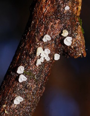 Calyptella