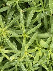 Tracheophyta