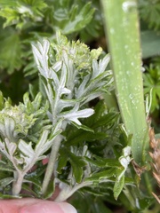 Potentilla argentea