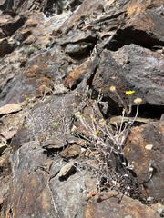 Eriophyllum congdonii