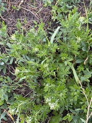 Potentilla argentea