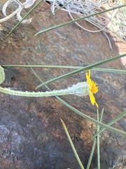 Eriophyllum congdonii