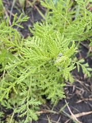 Achillea nobilis