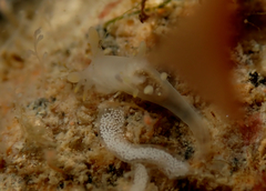 Ancula gibbosa