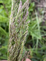 Poaceae