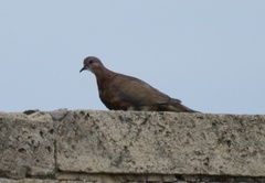 Streptopelia senegalensis