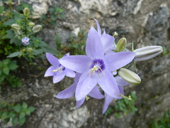Campanula versicolor