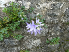 Campanula versicolor