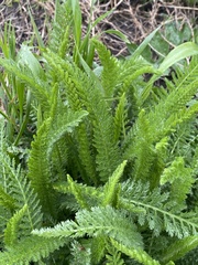Achillea millefolium