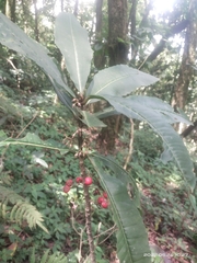 Amblyanthopsis bhotanica