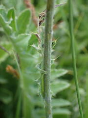 Cirsium tuberosum