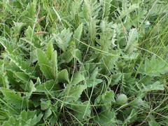 Cirsium tuberosum