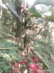 Amblyanthopsis bhotanica