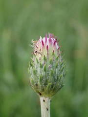 Cirsium tuberosum