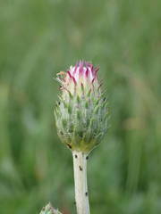 Cirsium tuberosum
