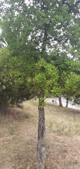 Quercus suber