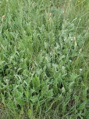 Cirsium tuberosum