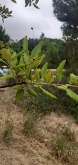 Quercus suber