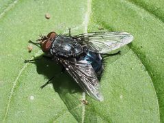 Calliphora vicina