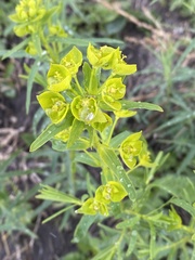 Euphorbia virgata