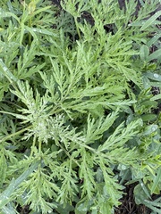 Artemisia sieversiana