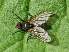 Anthomyiidae