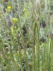Festuca