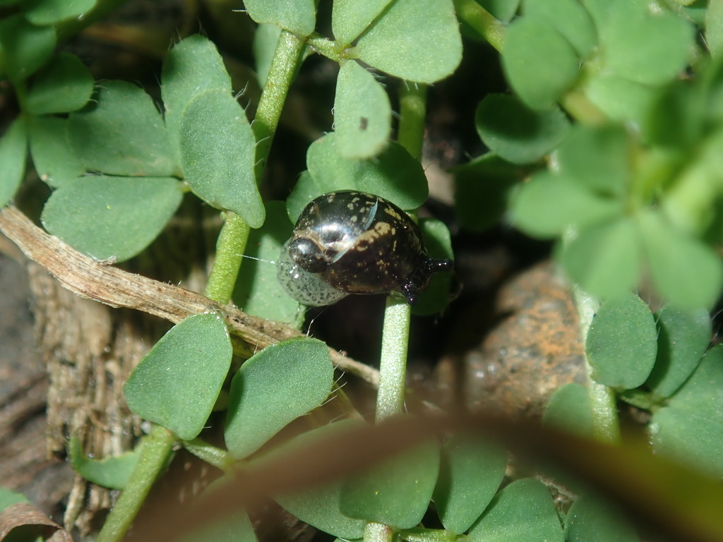 squatty ambersnail