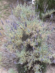 Lavandula dentata