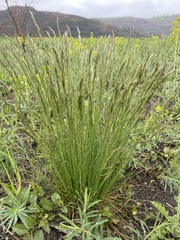 Festuca