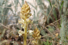 Orobanche pallidiflora