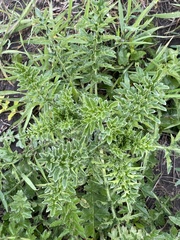 Carduus acanthoides