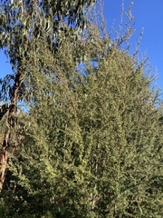 Leptospermum grandifolium