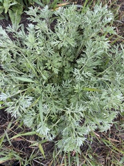 Artemisia absinthium
