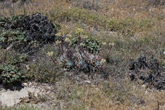 Dudleya greenei