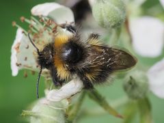 Bombus