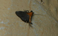 Filodes fulvidorsalis