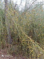 Retama monosperma