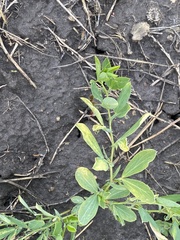 Lathyrus tuberosus